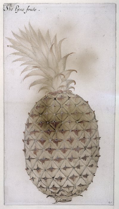 Pineapple by John White